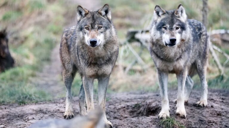 1763087524_zwei-woelfe-archivbild-in-sachsen-gibt-es-die-tiere-noch-in-grosser-zahl.jpg