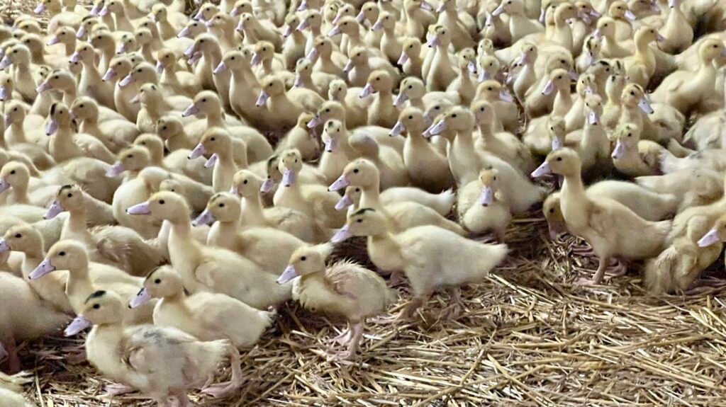 1763130490_canards-6716764f8d57d540623551.jpg