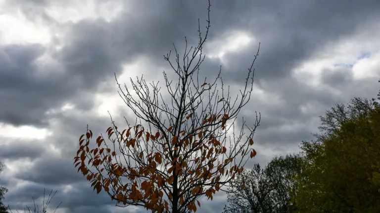 1763191564_wide__1300x731.webp