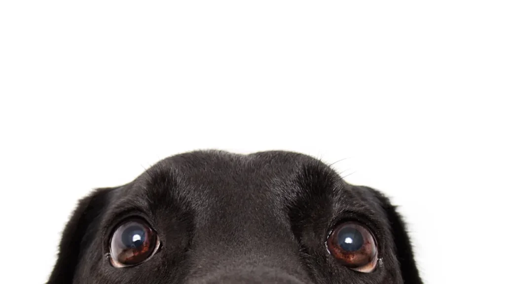 91585130045617abc44d40b48bdb4ded9f64b45.webp