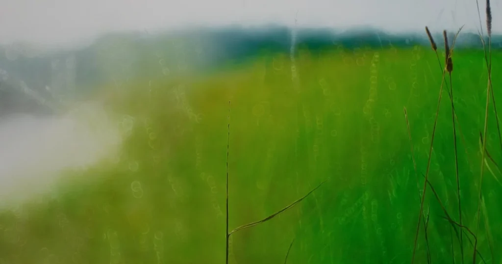EvgeniyaBuravleva.Hotnorthsummer.2025oiloncanvas80x120-1200x630.webp.webp