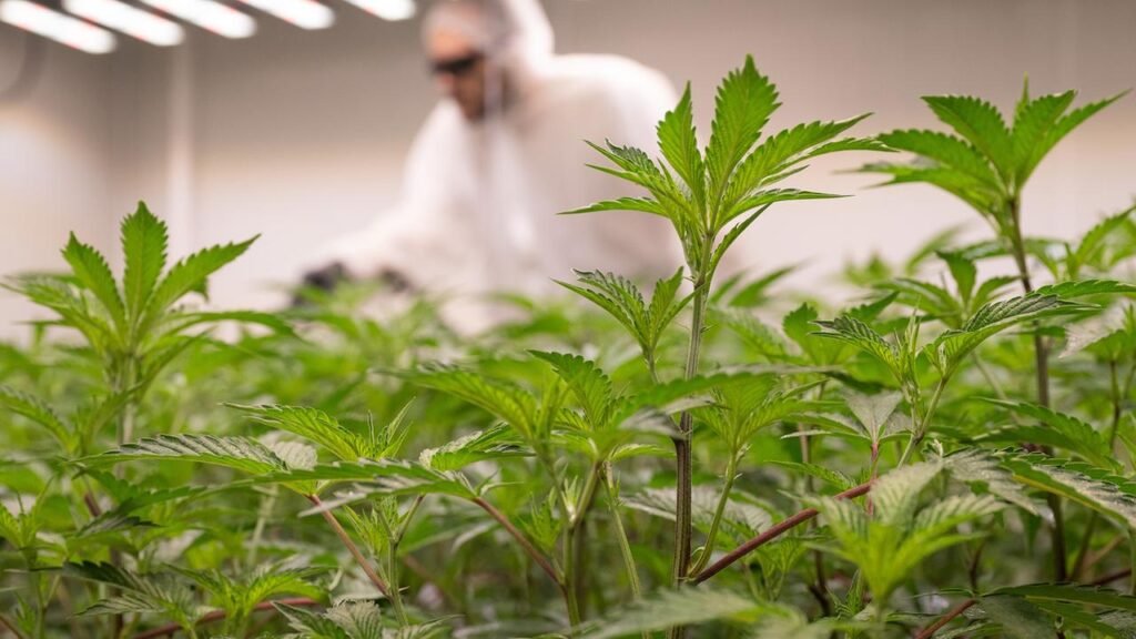 cannabis-pflanzen-106.jpg