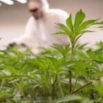cannabis-pflanzen-106.jpg