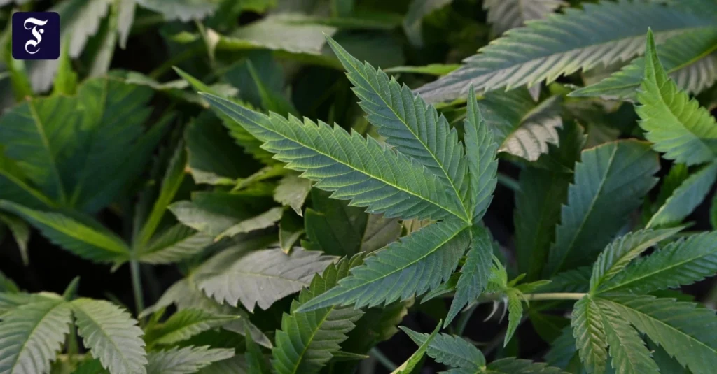 cannabis-pflanzen-auf-der.jpg.webp.webp