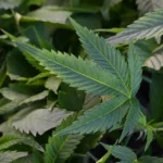 cannabis-pflanzen-auf-der.jpg.webp.webp
