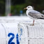 eine-seemoewe-sitzt-auf-einem-strandkorb-in-scharbeutz-schleswig-holstein-deutschland-a-seagull-sits.webp