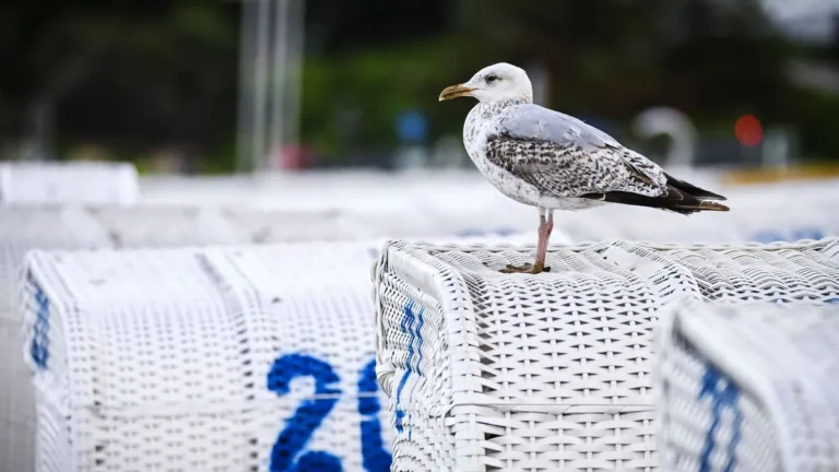 eine-seemoewe-sitzt-auf-einem-strandkorb-in-scharbeutz-schleswig-holstein-deutschland-a-seagull-sits.webp