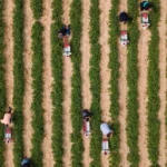 feldarbeit-erdbeer-erntehelfer.jpg.webp.webp