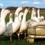 freilandhaltung-von-mastgaensen-die-tiere-werden-meist-zum-jahresende-geschlachtet.jpg