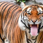 indochinesische-tiger-sind-in-vielen-laendern-bereits-ausgestorben-archivbild.jpg