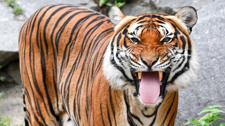 indochinesische-tiger-sind-in-vielen-laendern-bereits-ausgestorben-archivbild.jpg
