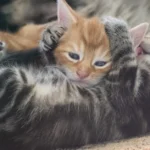 katzen-in-einem-tierheim.jpg.webp.webp