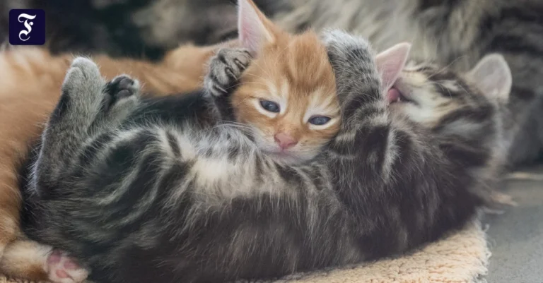 katzen-in-einem-tierheim.jpg.webp.webp
