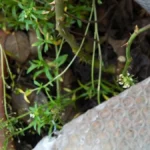 kuebelpflanzen-brauchen-bei-tiefen-minusgraden-einen-kaelteschutz-das-gefaess-gut-mit-luftpolsterfol.webp
