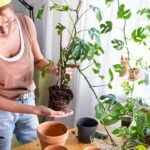 pflanzen-umtopfen-zimmerpflanze-1001280x720.jpeg