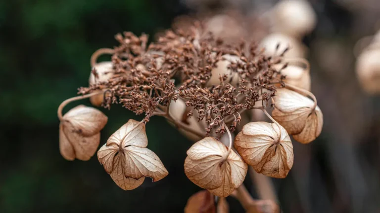 verbluehte-tellerhortensie-vertrocknete-pflanzenteile-koennen-das-bild-des-sonst-erbluehenden-strauc.webp
