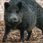 wildschwein-archivbild-in-friedrichshagen-haben-diese-tiere-offenbar-menschen-angegriffen.jpg