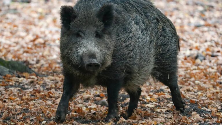 wildschwein-archivbild-in-friedrichshagen-haben-diese-tiere-offenbar-menschen-angegriffen.jpg