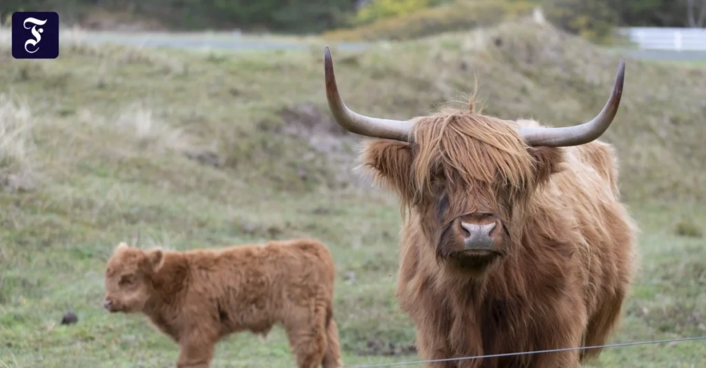 zottelig-ein-galloway-rind.jpg.webp.webp