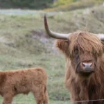 zottelig-ein-galloway-rind.jpg.webp.webp