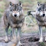 zwei-woelfe-archivbild-in-sachsen-gibt-es-die-tiere-noch-in-grosser-zahl.jpg
