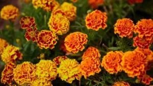 close-up-of-marigold-flower-blossom-in-garden-thai-dong-phetchabun-thailand-r-gxkv240618d-1465779-01.webp