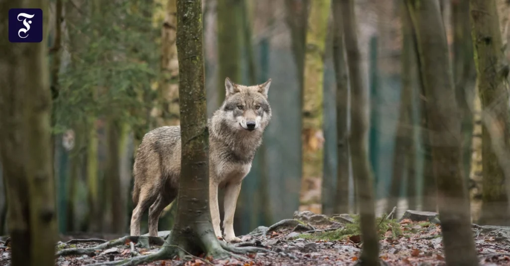 da-ist-er-im-wald-ein-wolf.webp.webp