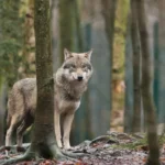 da-ist-er-im-wald-ein-wolf.webp.webp