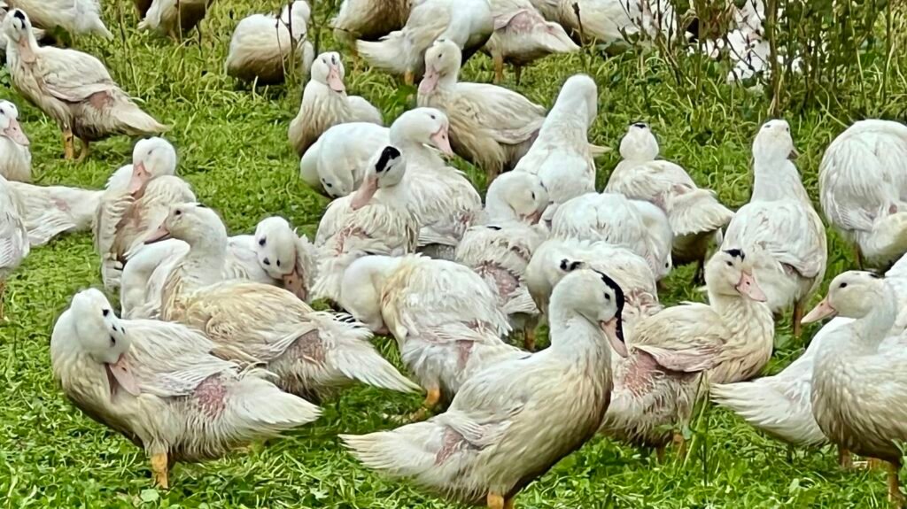 des-canards-dans-un-elevage-du-perigord-691c6d5361969996285268.jpg