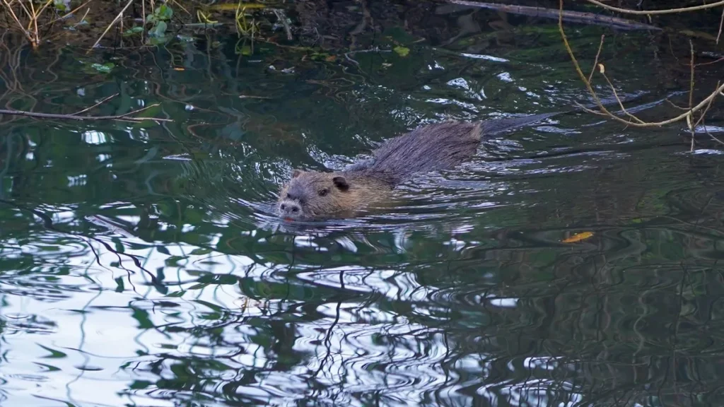 die-aus-suedamerika-stammende-nagetierart-nutria-myocastor-coypus-auch-als-biberratte-sumpfbiber-sch.webp