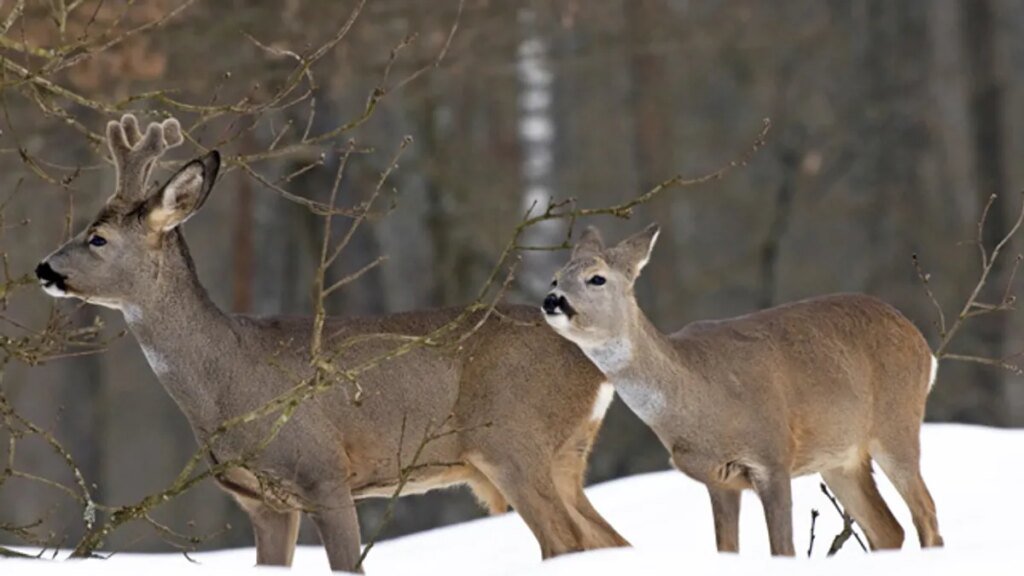 ein-dickes-fell-und-ein-fettpolster-helfen-rehen-durch-den-winter.jpg