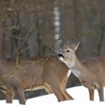 ein-dickes-fell-und-ein-fettpolster-helfen-rehen-durch-den-winter.jpg