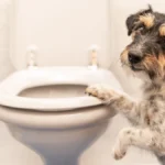ein-hund-legt-seine-pfote-auf-die-klobrille-mit-diesen-haushaltstipps-wird-ihre-toilette-wieder-blit.webp