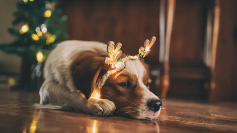 ein-hund-mit-rentierohren-liegt-vorm-weihnachtsbaum-symbolbild-gerade-zu-weihnachten-benoetigen-auch.webp