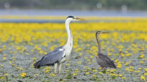 graureiher-ardea-cinerea-und-purpurreiher-ardea-purpurea-inmitten-bluehender-seekannen-nymphoides-pe.webp