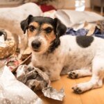 hunde-beim-auspacken-viele-hunde-lieben-es-geschenke-auszupacken-nicht-nur-an-weihnachten.jpg