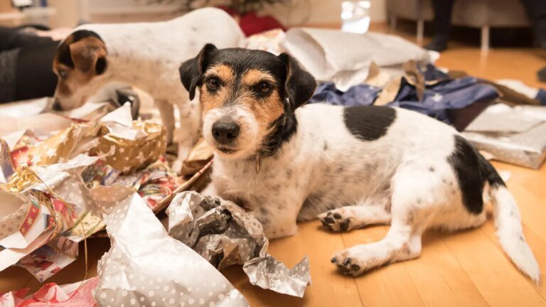 hunde-beim-auspacken-viele-hunde-lieben-es-geschenke-auszupacken-nicht-nur-an-weihnachten.jpg