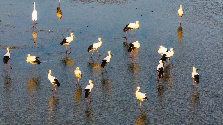 oriental-white-storks-nanchang-china-december-6-2025-dozens-of-oriental-white-storks-inhabit-the-wat.webp