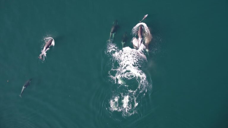 orkas-delfine-jagd-1001280x720.jpeg