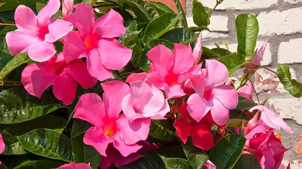 pink-mandevilla-lassen-sie-ihre-dipladenia-an-einem-hellen-ort-ueberwintern-bei-dem-die-temperatur-u.webp
