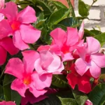 pink-mandevilla-lassen-sie-ihre-dipladenia-an-einem-hellen-ort-ueberwintern-bei-dem-die-temperatur-u.webp