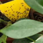 schaedlinge-wenn-ihre-zimmerpflanze-befallen-ist-koennen-sie-mit-gelbstickern-die-trauermuecken-fang.webp