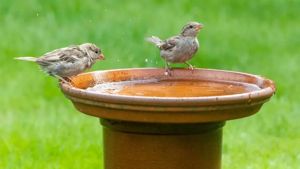wasserquelle-im-garten-wer-voegel-bei-trockenheit-unterstuetzen-moechte-kann-eine-vogeltraenke-aufst.webp