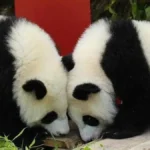 250822-berlin-aug-22-2025-giant-pandas-leni-l-and-lotti-known-in-chinese-as-meng-hao-and-meng-tian-a.webp