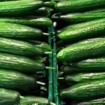 Frische-Gurke-Salatgurke-Schlangengurke-beim-Discounter-Fresh-cucumber-salad-cucumber-snake-cucumber.jpeg