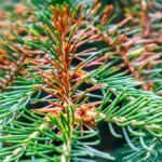 braune-nadeln-klimawandel-und-trockenstress-bedrohen-die-fichte-in-europa.jpg