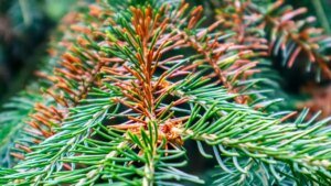 braune-nadeln-klimawandel-und-trockenstress-bedrohen-die-fichte-in-europa.jpg