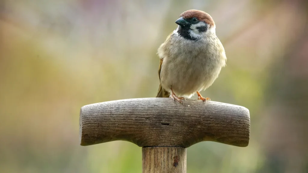 ein-feldsperling-sitzt-auf-einem-spatengriff-besser-bekannt-als-feldspatz-aehnelt-er-dem-eng-verwand.webp