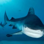 ein-tigerhai-auf-den-malediven-archivbild-nahe-der-bahamas-hat-ein-hai-eine-frau-offenbar-attackiert.webp