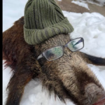 ein-wildschwein-mit-brille-ein-facebook-beitrag-loeste-in-oesterreich-empoerung-aus.png